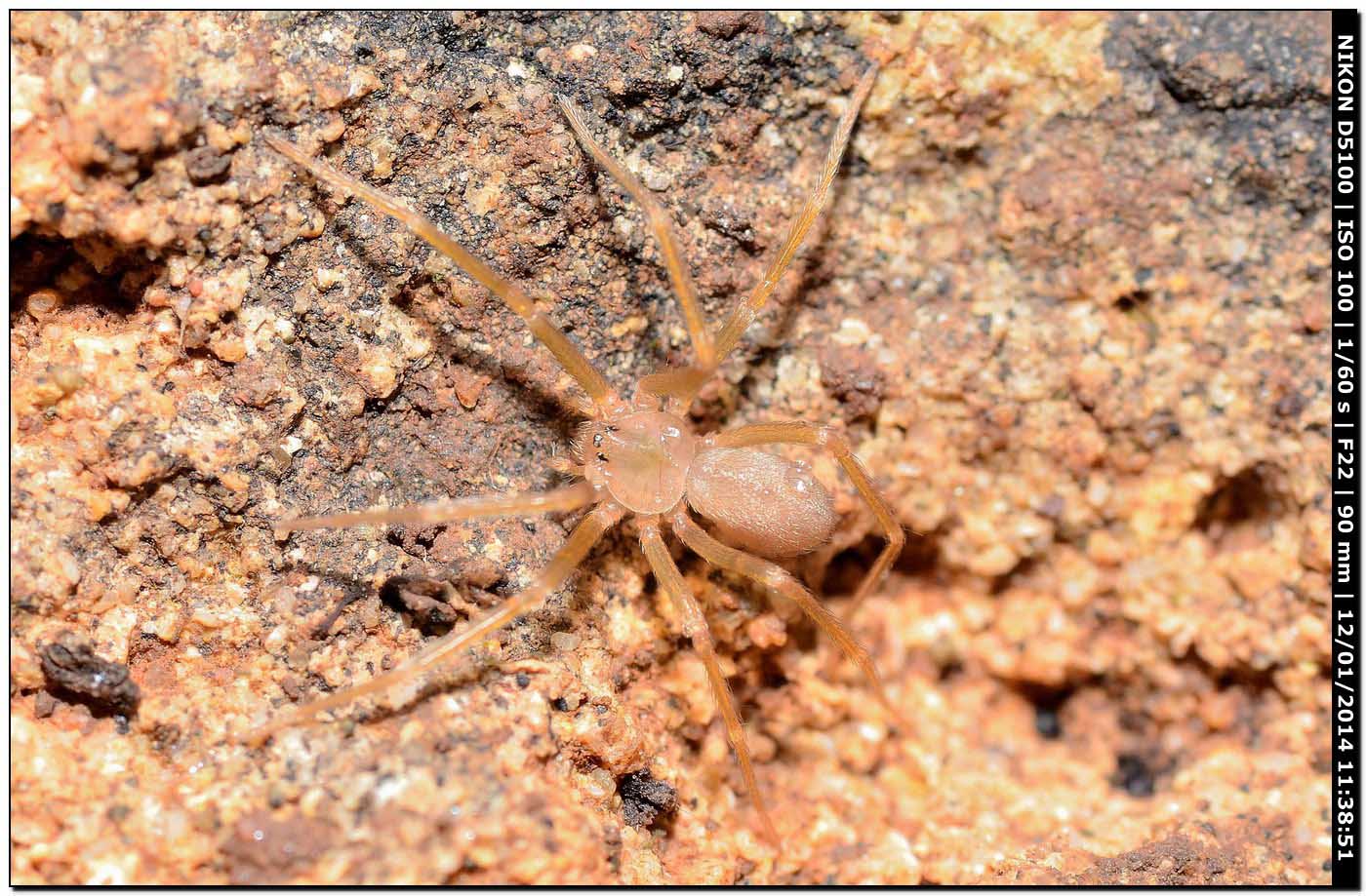 Giovane Loxosceles rufescens - Alghero (SS)